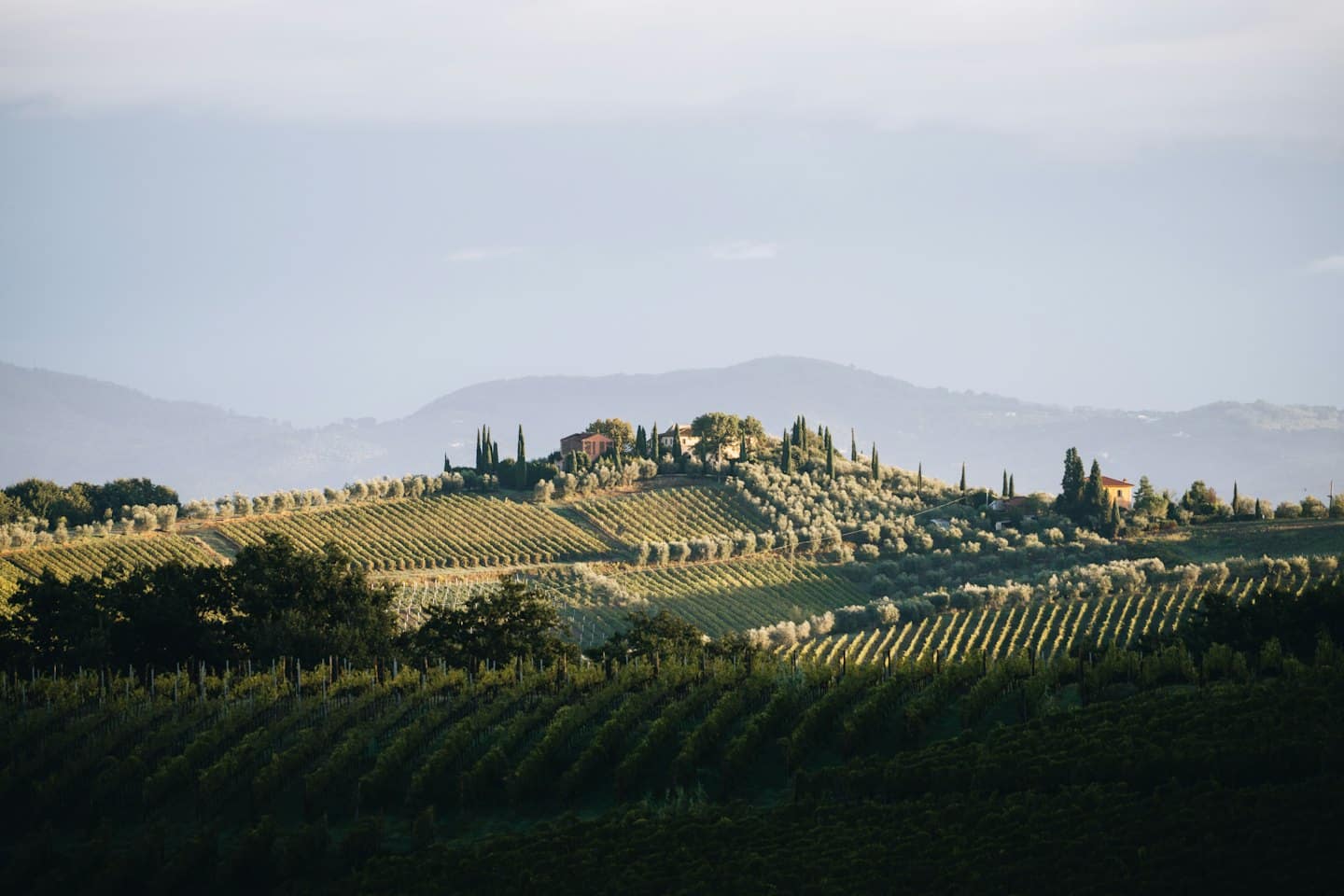 Vigneti e uliveti fiancheggiano una collina con montagne in lontananza.