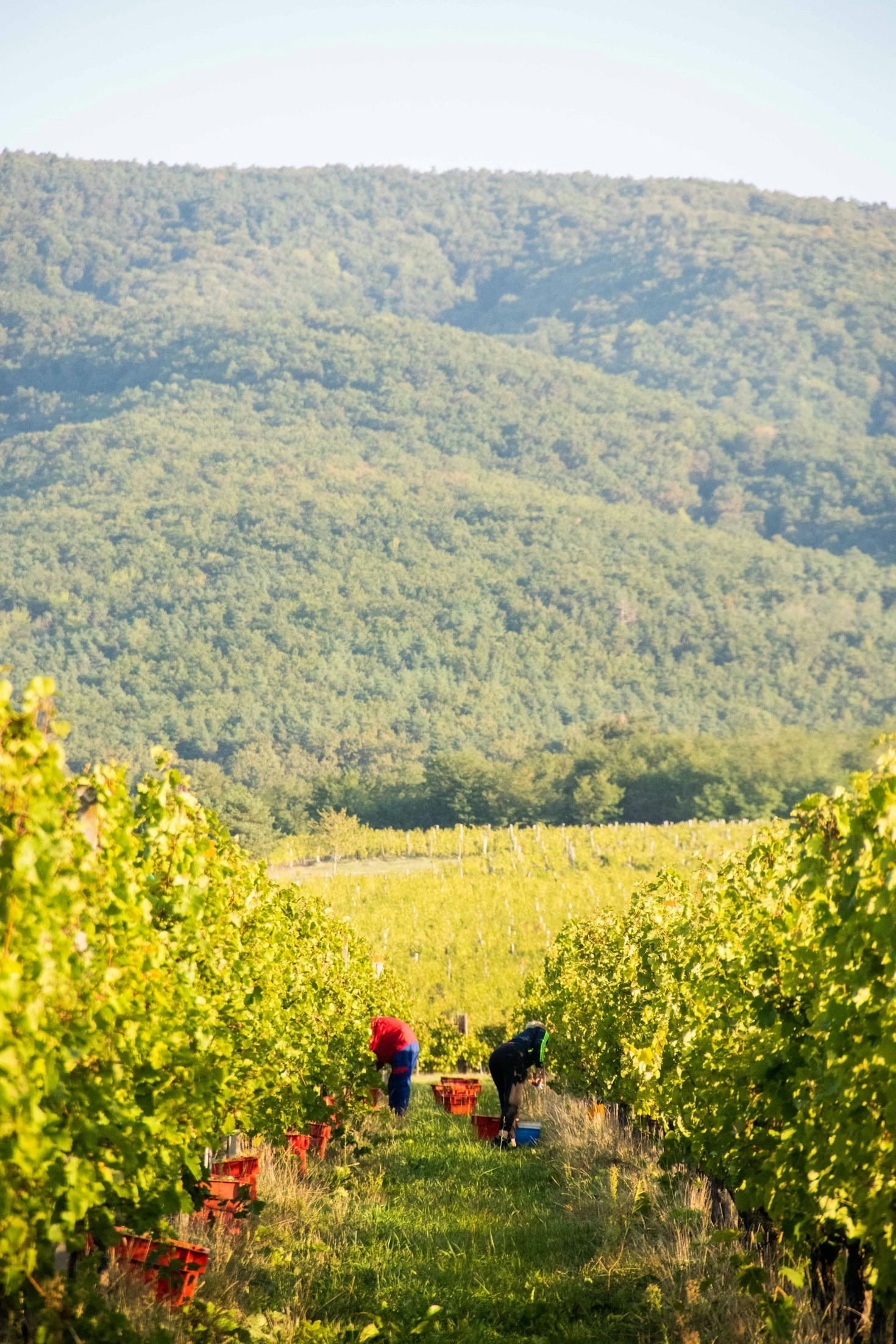 Alla scoperta del Nebbiolo: eleganza e potenza piemontese