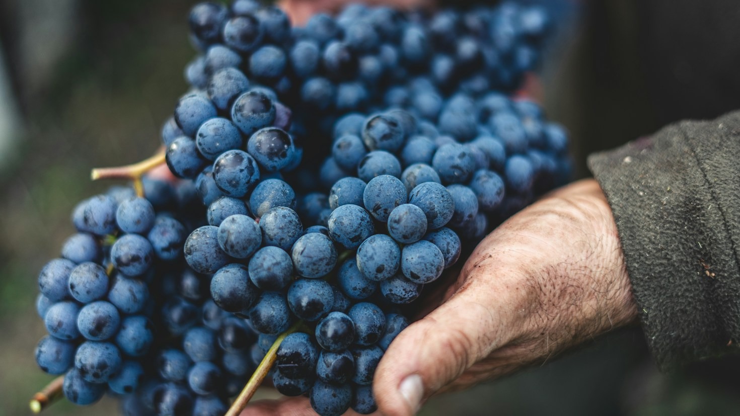 I segreti della fermentazione naturale nei vini artigianali
